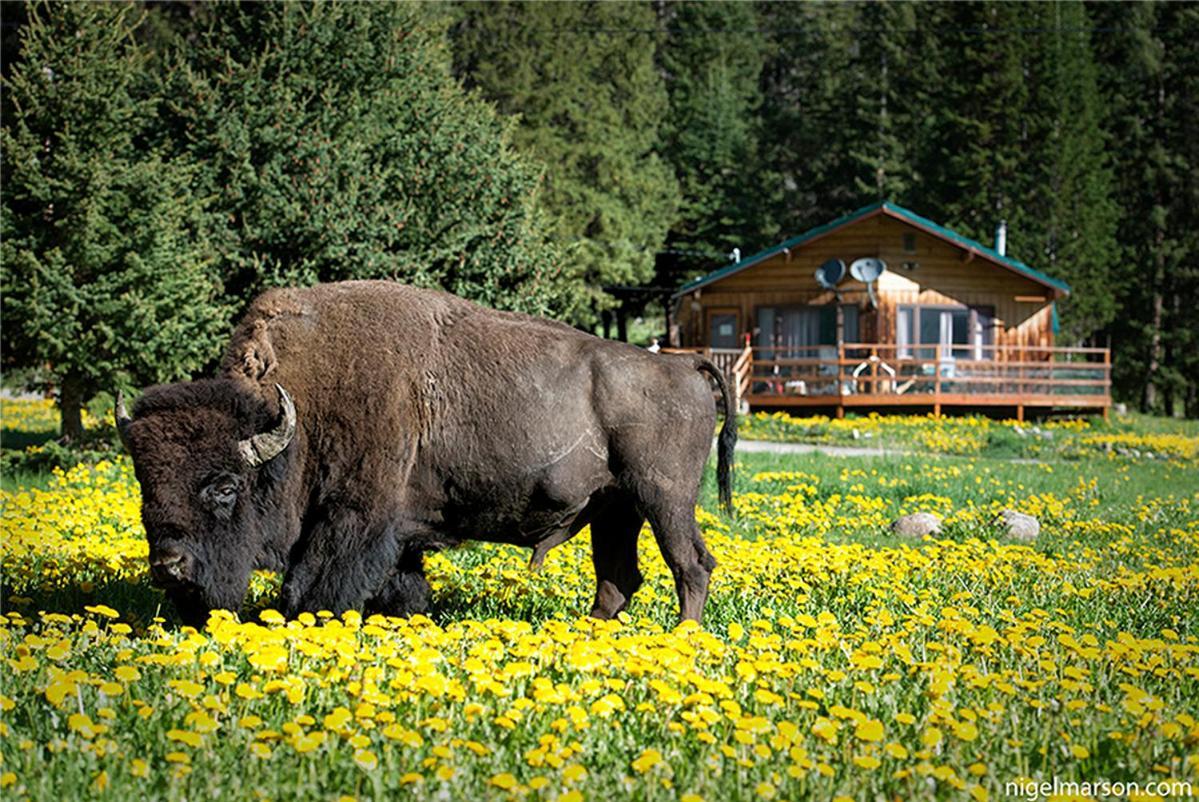 Silver Gate Lodging Cooke City Eksteriør billede